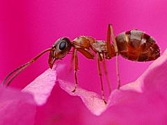 Ants, Bees, Wasps, Sawflies (Hymenoptera)